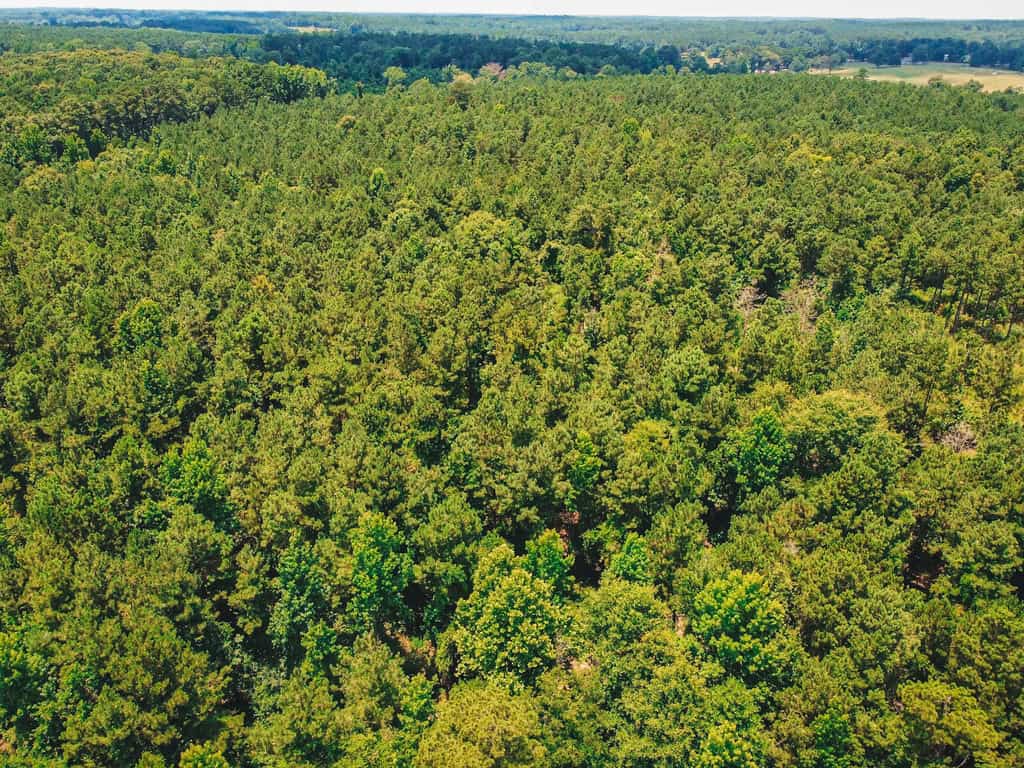Downsville 135 – Union Parish Timberland for Sale