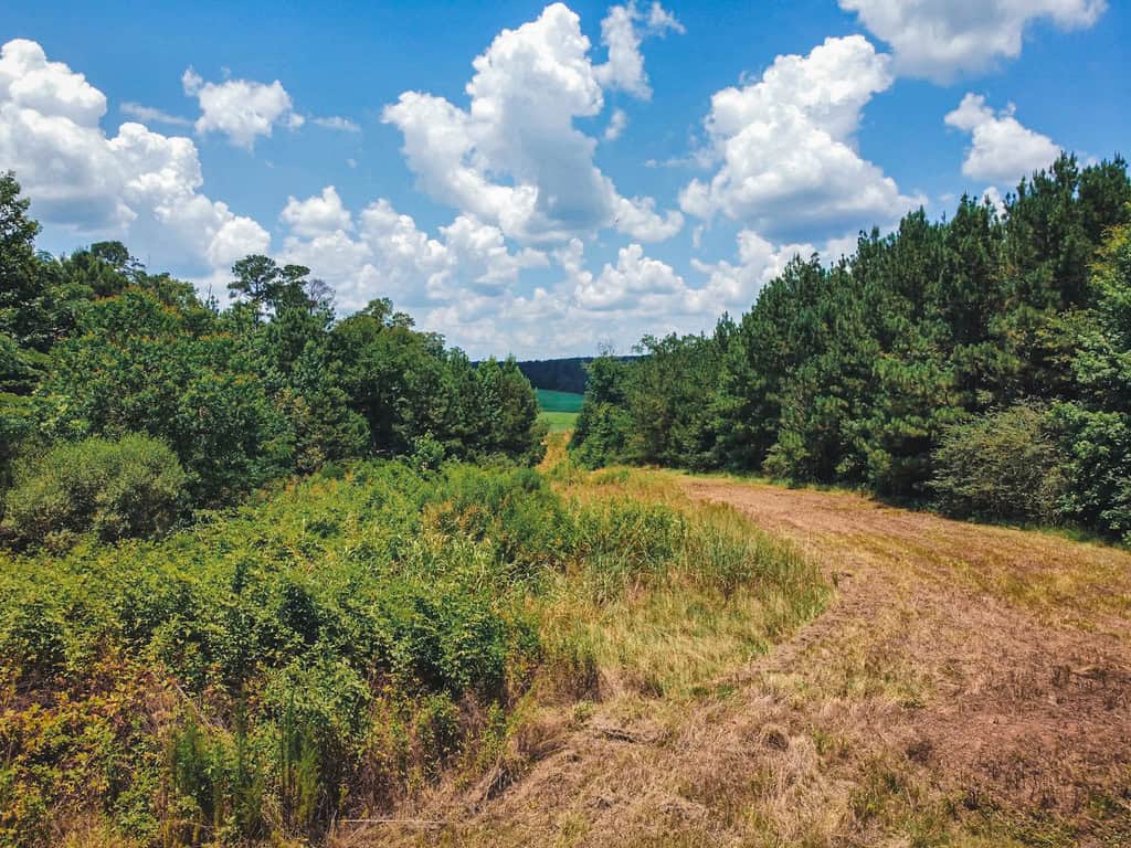 Downsville 135 – Union Parish Timberland for Sale