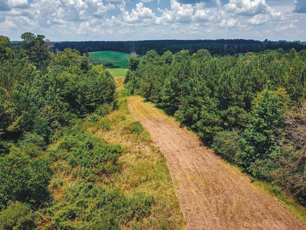Downsville 135 – Union Parish Timberland for Sale