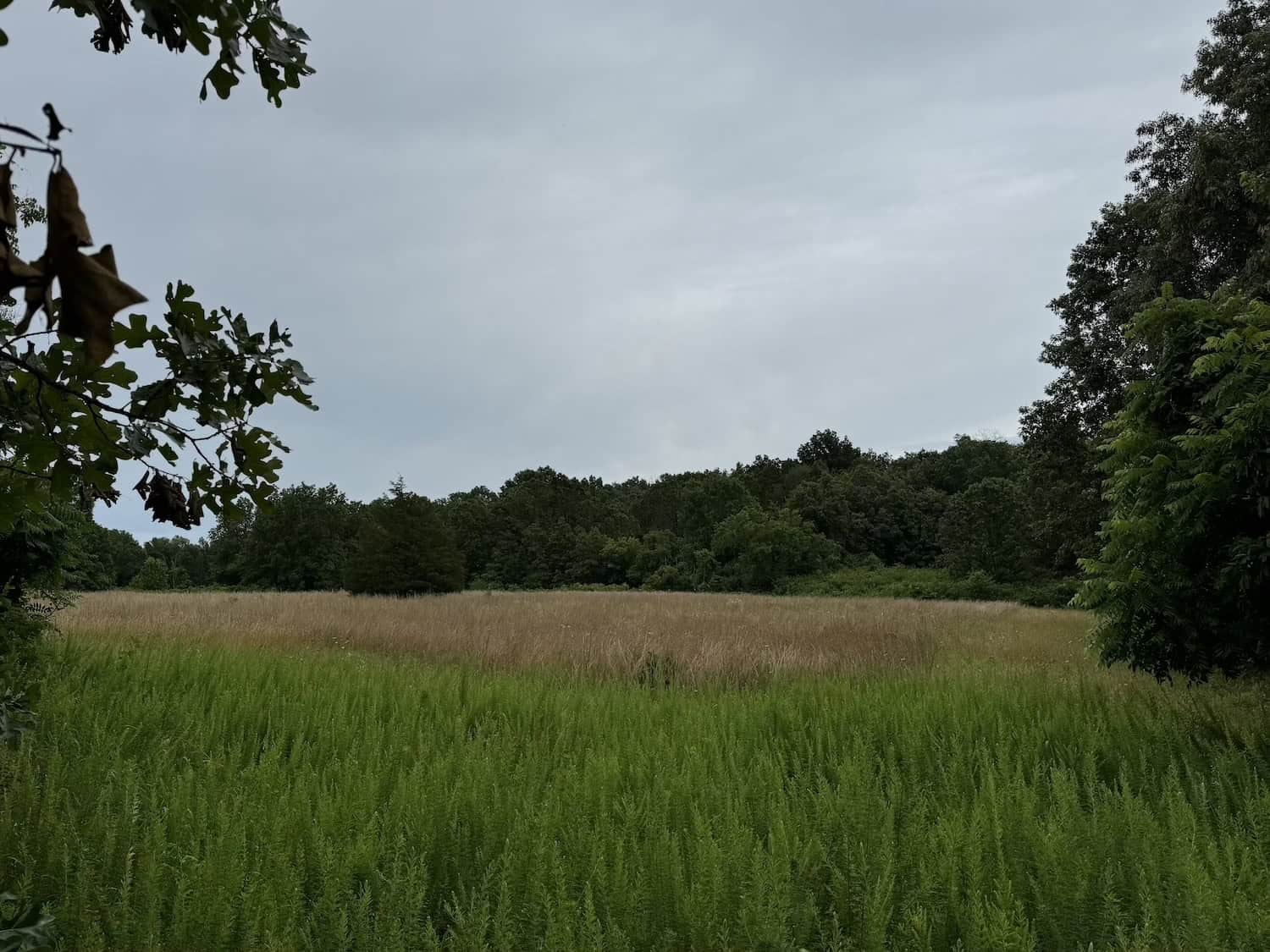 20 Vacant Acres of Hunting Land in Oregon County Missouri