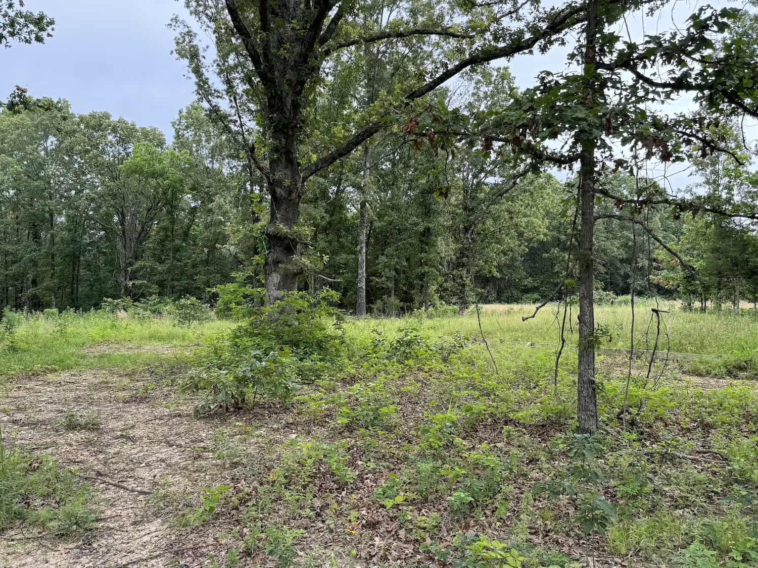 20 Vacant Acres of Hunting Land in Oregon County Missouri