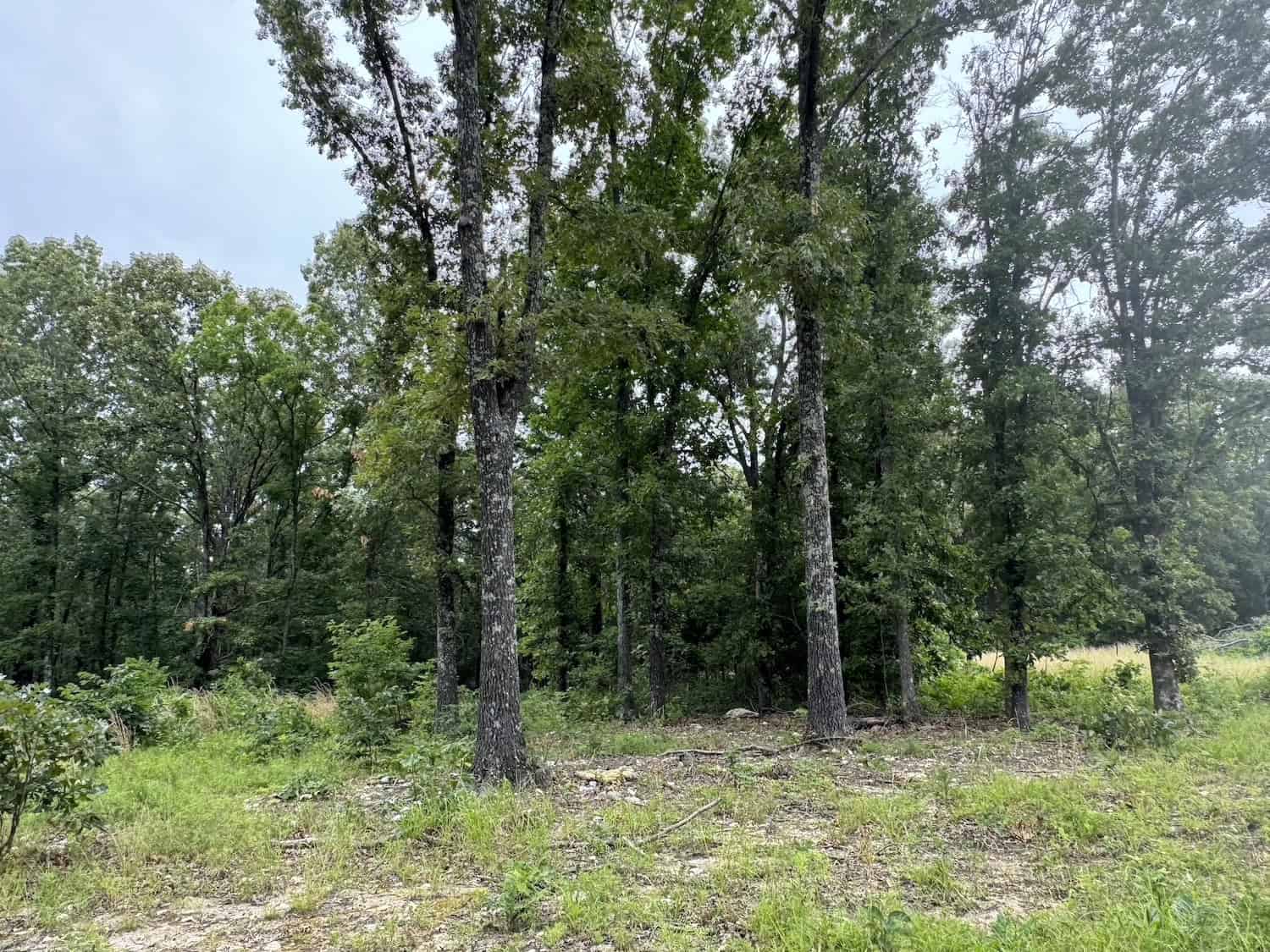 20 Vacant Acres of Hunting Land in Oregon County Missouri