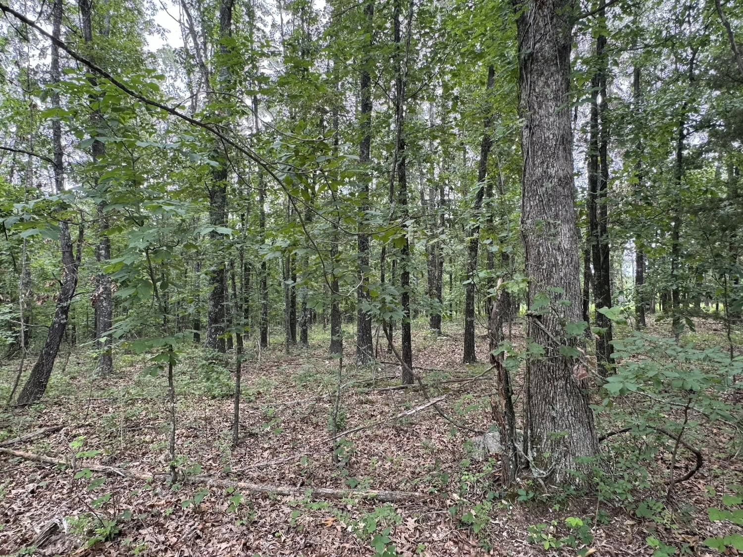 20 Vacant Acres of Hunting Land in Oregon County Missouri