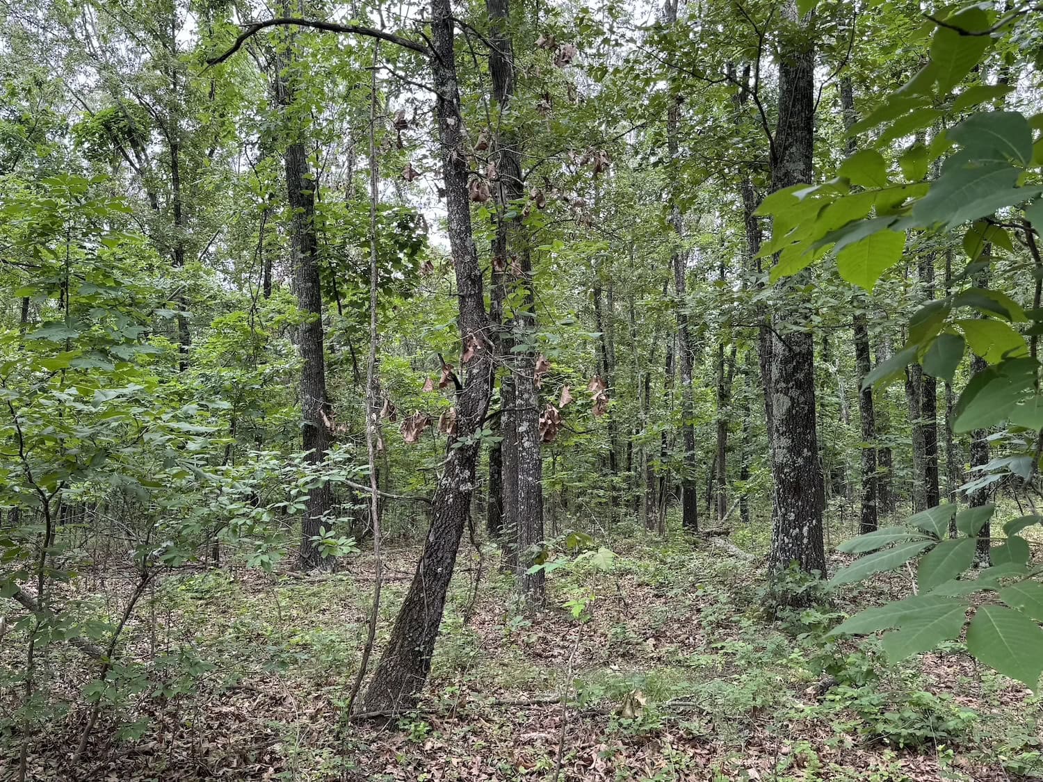 20 Vacant Acres of Hunting Land in Oregon County Missouri