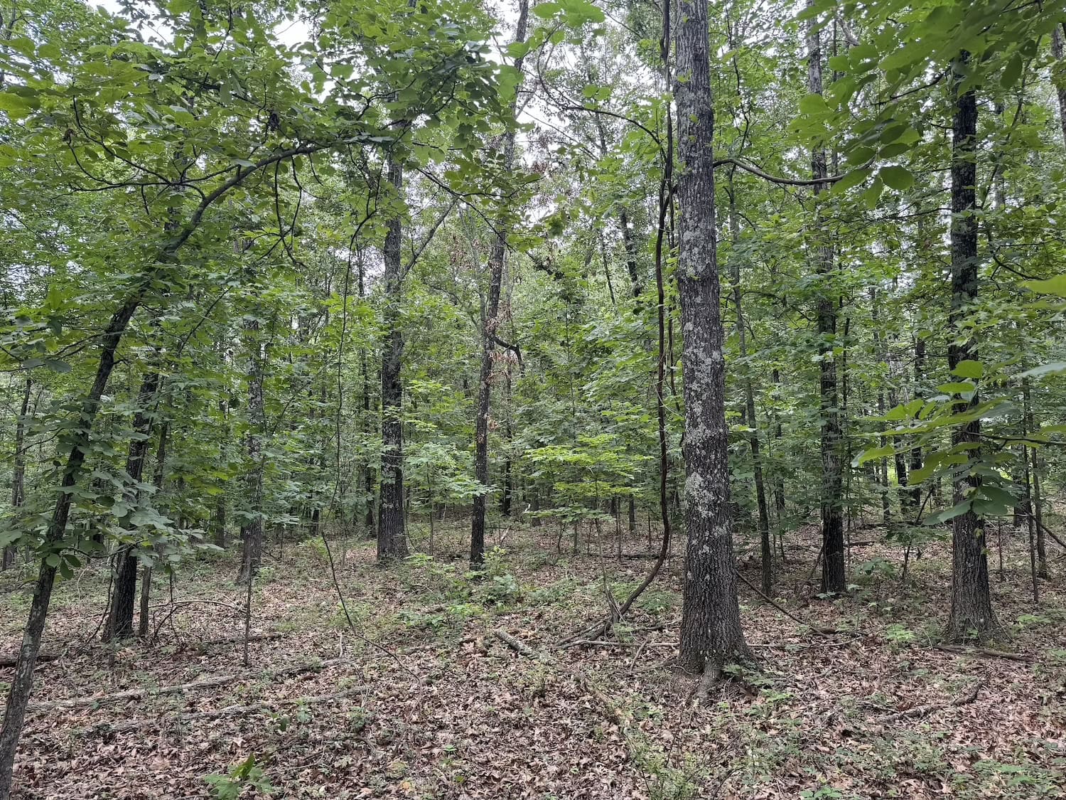 20 Vacant Acres of Hunting Land in Oregon County Missouri