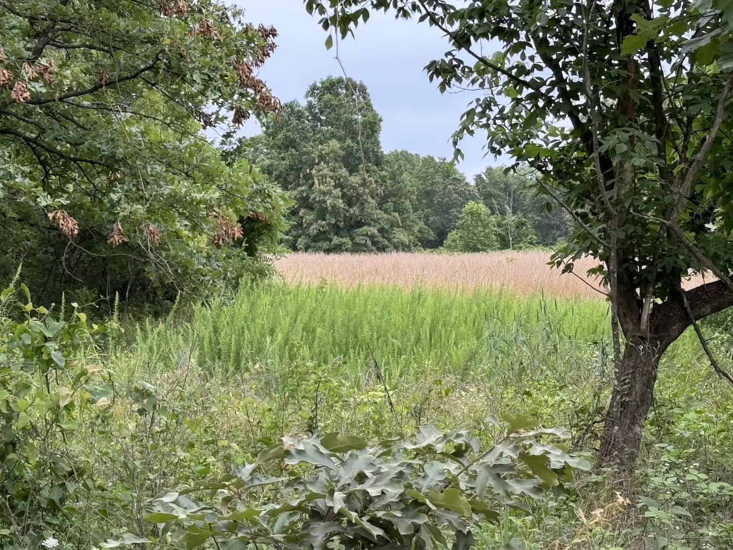 20 Vacant Acres of Hunting Land in Oregon County Missouri