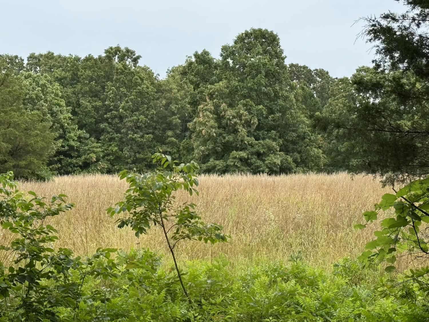 20 Vacant Acres of Hunting Land in Oregon County Missouri