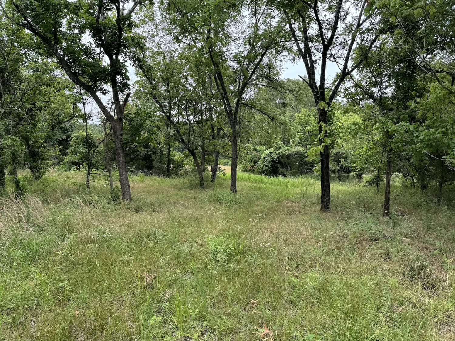20 Vacant Acres of Hunting Land in Oregon County Missouri