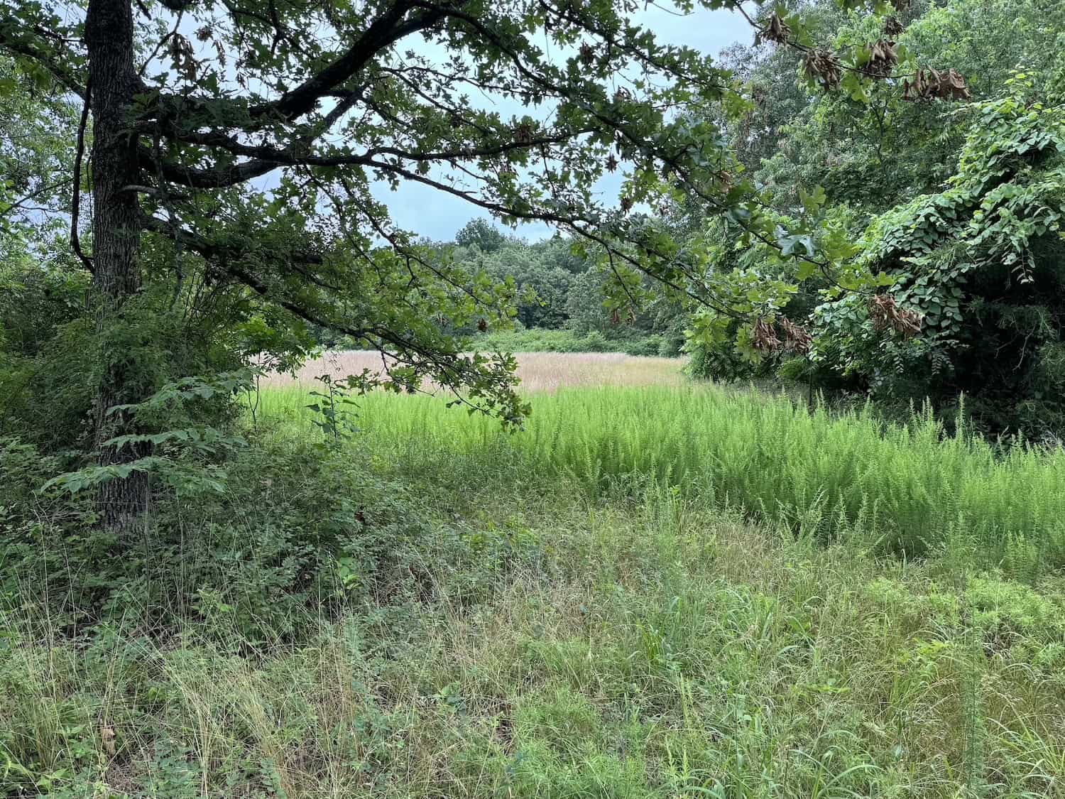 20 Vacant Acres of Hunting Land in Oregon County Missouri