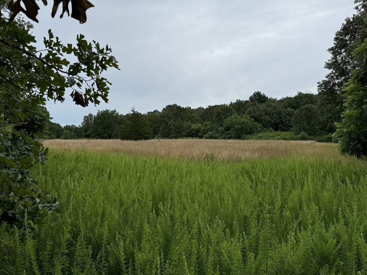 20 Vacant Acres of Hunting Land in Oregon County Missouri