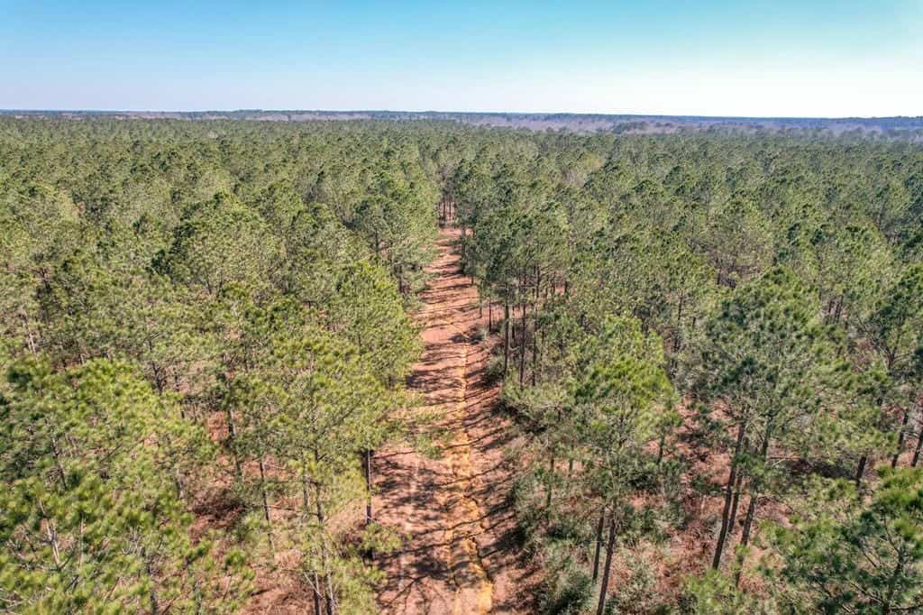 625 Acres Amite County, MS Timberland for Sale