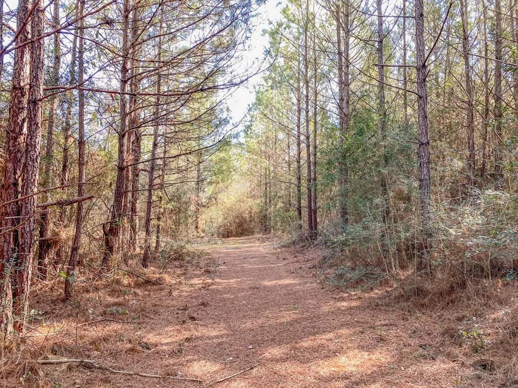 625 Acres Amite County, MS Timberland for Sale