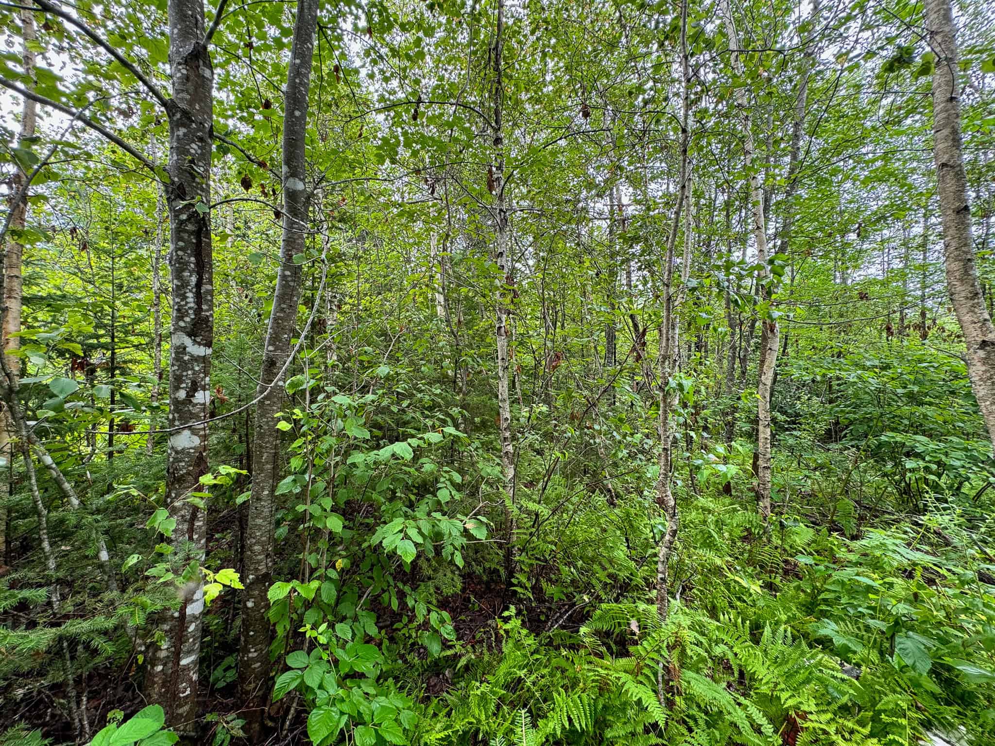 Acreage with Water Access