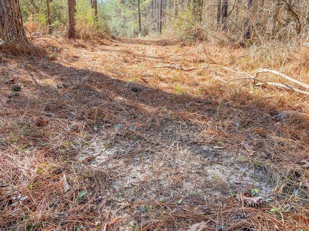 625 Acres Amite County, MS Timberland for Sale