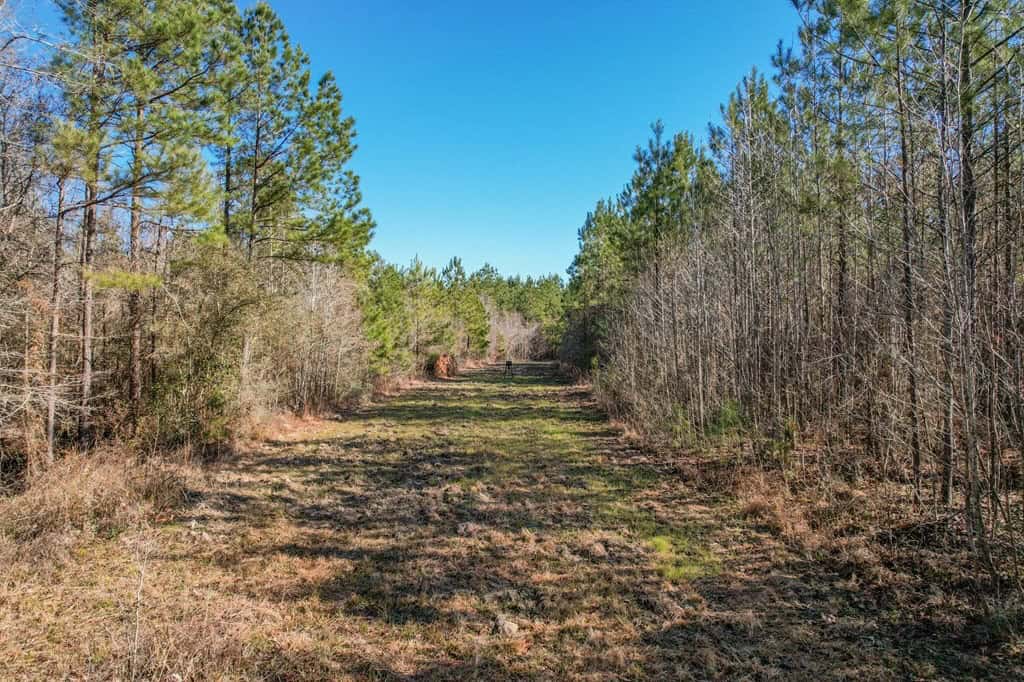 625 Acres Amite County, MS Timberland for Sale