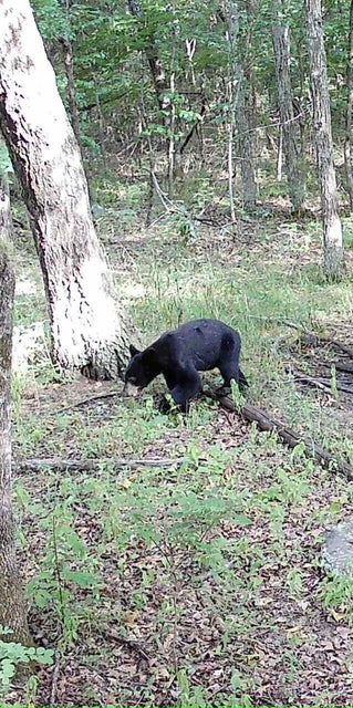 Crooked Creek on 320 Ac Hunting Land For Sale in Newton County, Arkansas