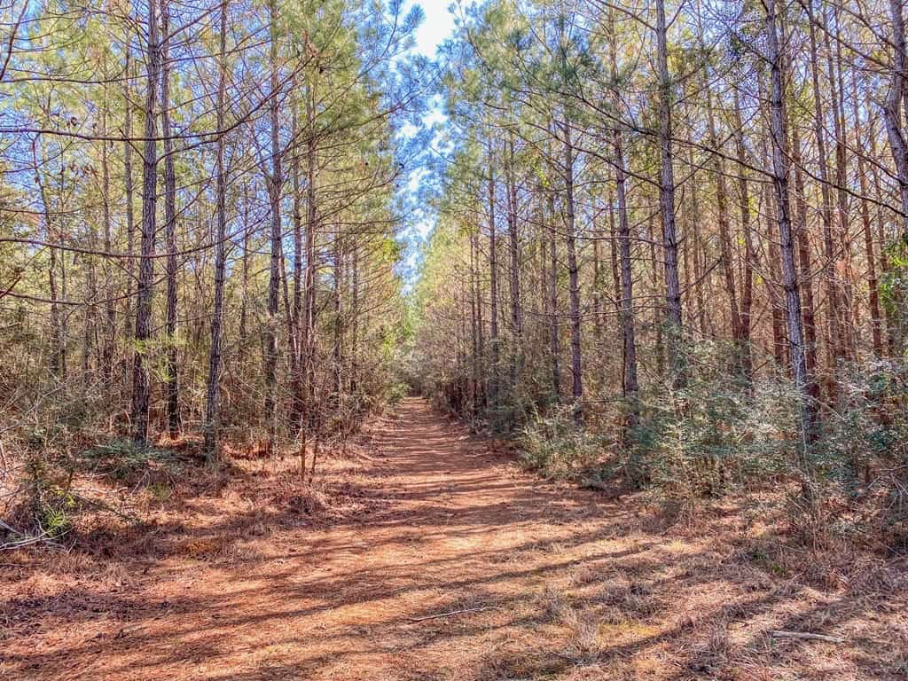 625 Acres Amite County, MS Timberland for Sale