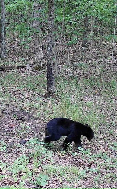 Crooked Creek on 320 Ac Hunting Land For Sale in Newton County, Arkansas