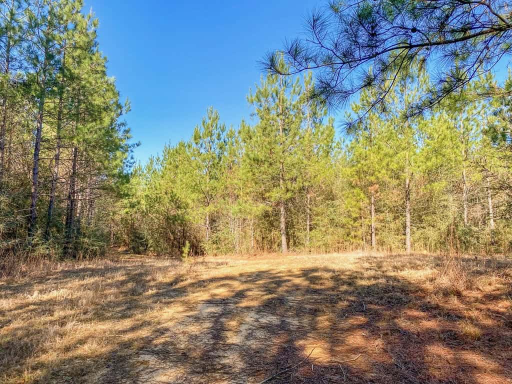 625 Acres Amite County, MS Timberland for Sale