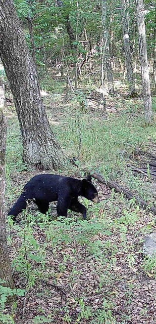 Crooked Creek on 320 Ac Hunting Land For Sale in Newton County, Arkansas