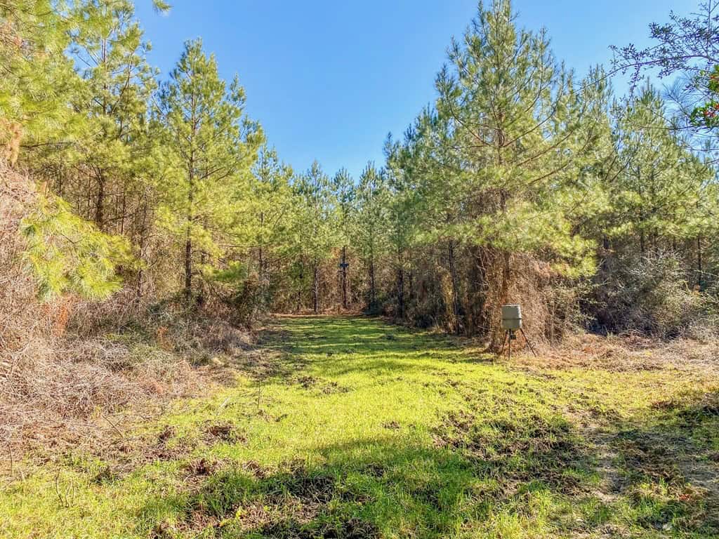 625 Acres Amite County, MS Timberland for Sale