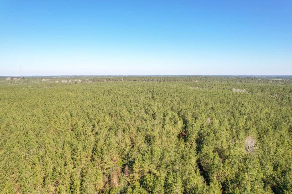 625 Acres Amite County, MS Timberland for Sale