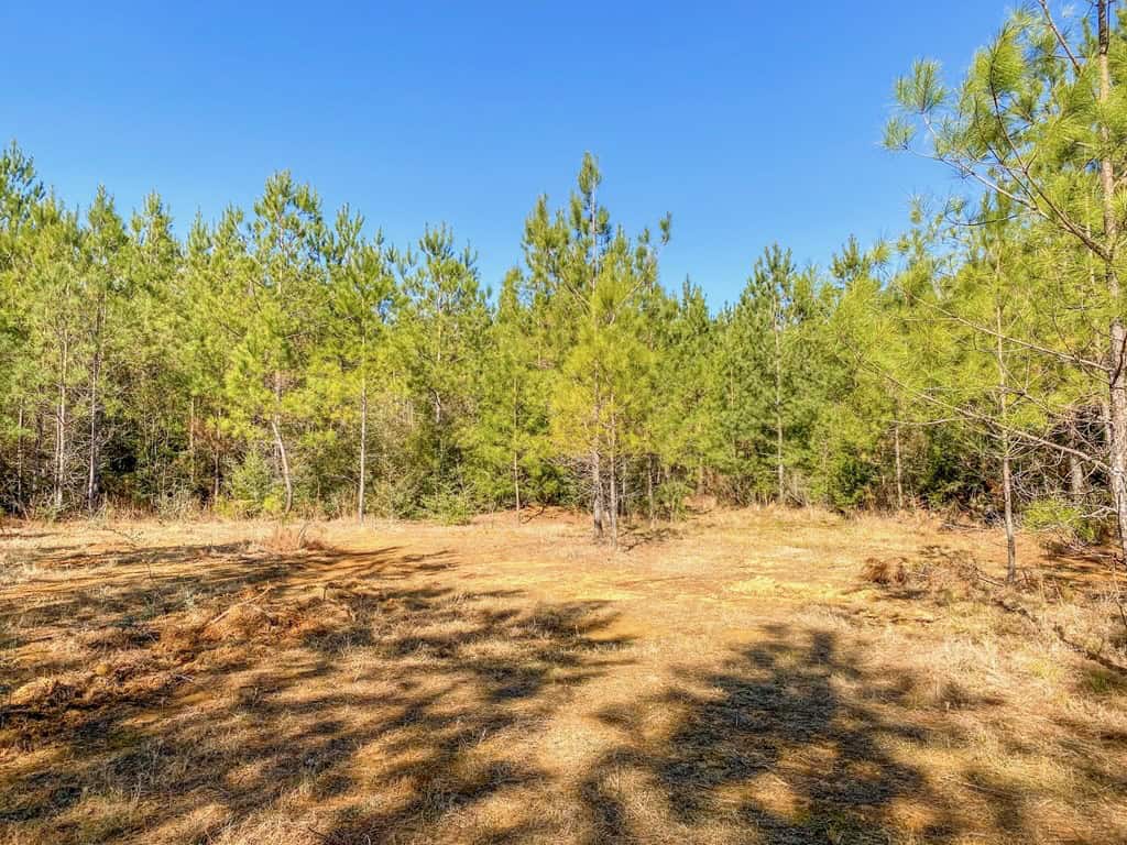 625 Acres Amite County, MS Timberland for Sale