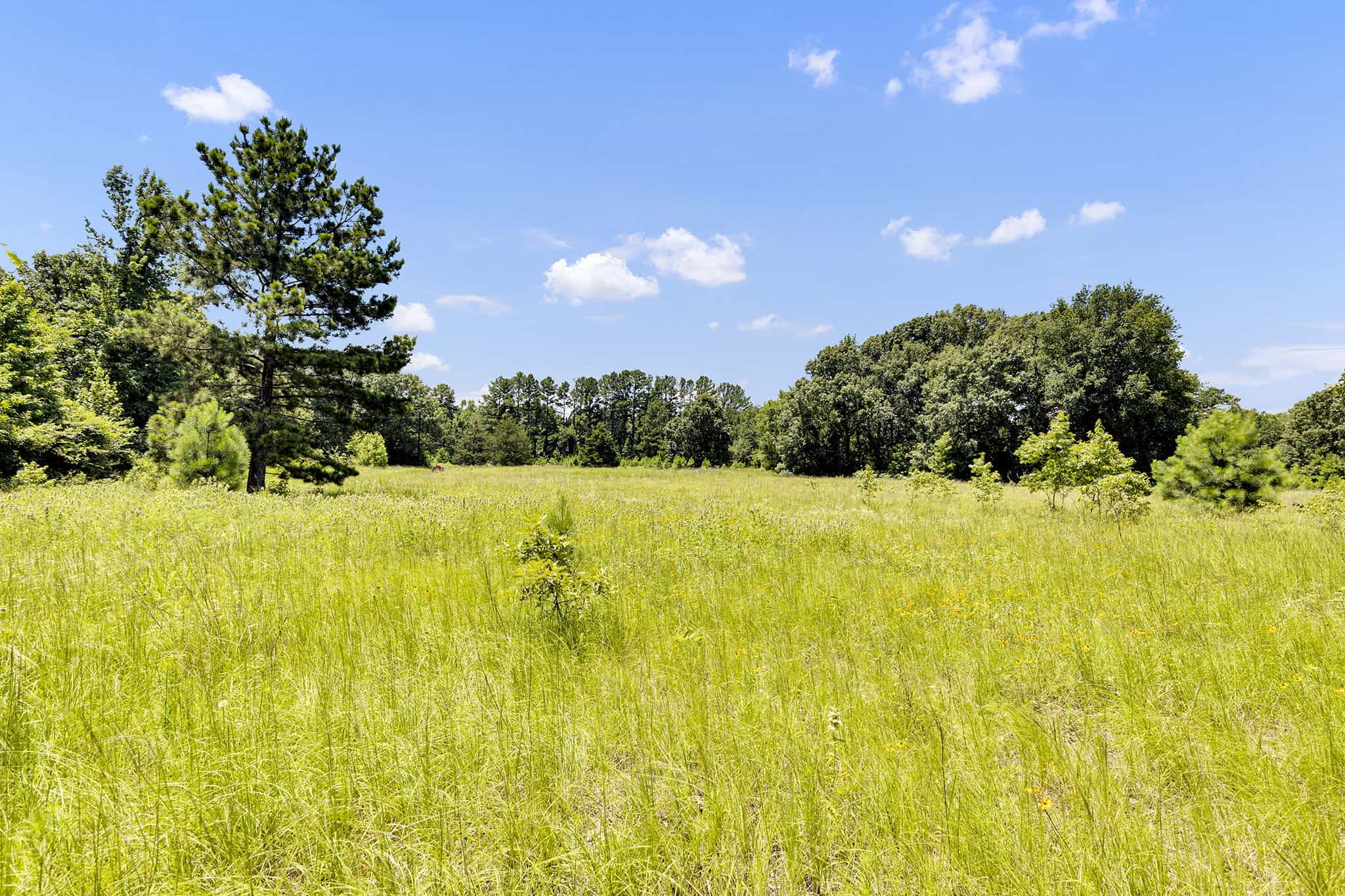 SOLD! Texas Hunting Property East of Dallas Near Lake Fork