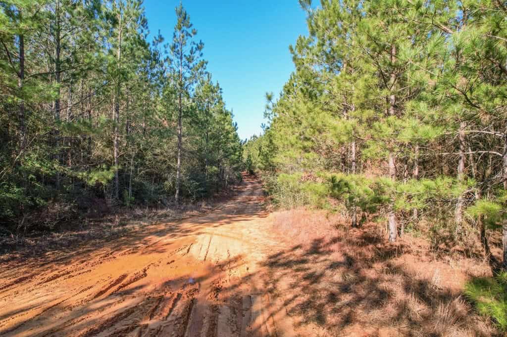 625 Acres Amite County, MS Timberland for Sale