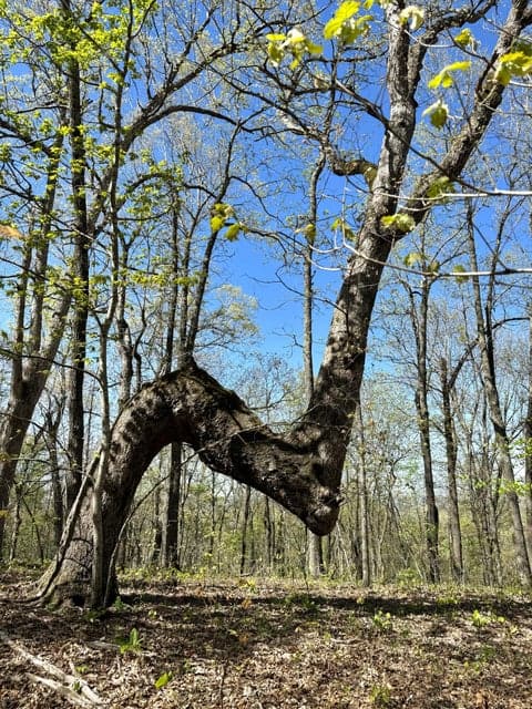 Crooked Creek on 320 Ac Hunting Land For Sale in Newton County, Arkansas