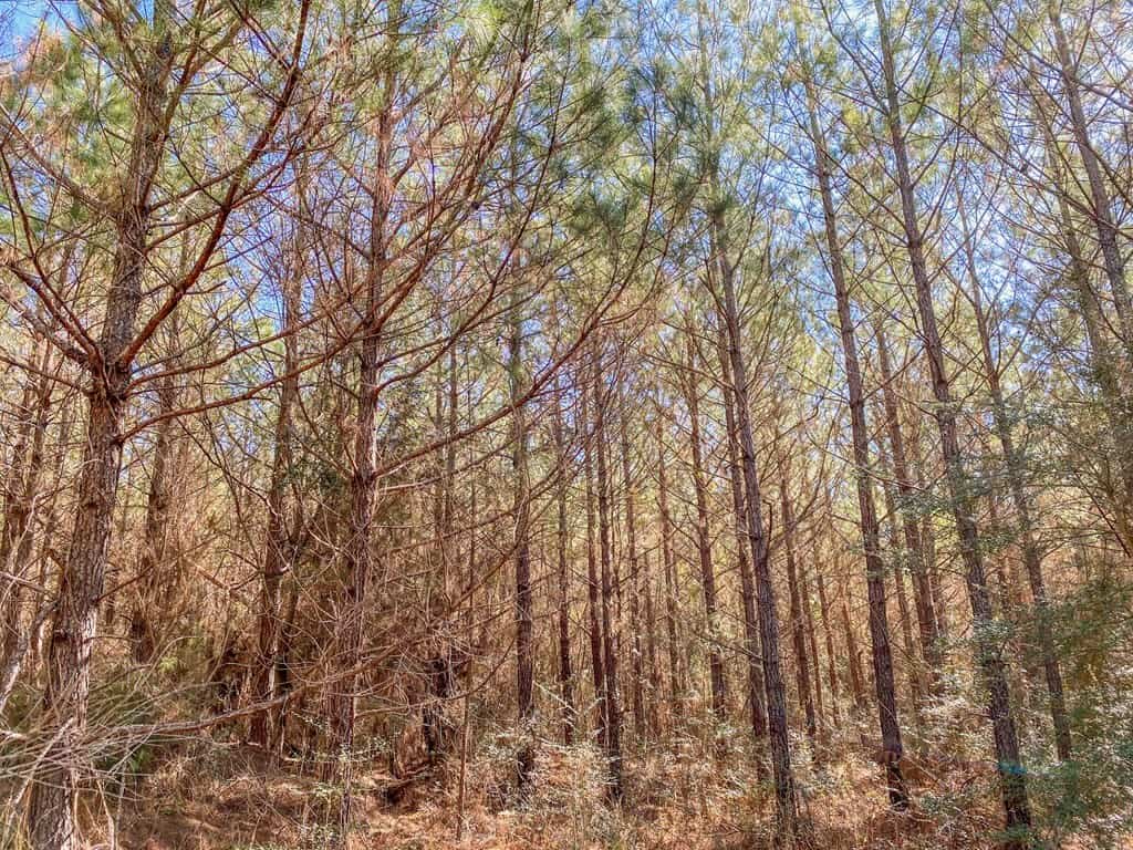 625 Acres Amite County, MS Timberland for Sale