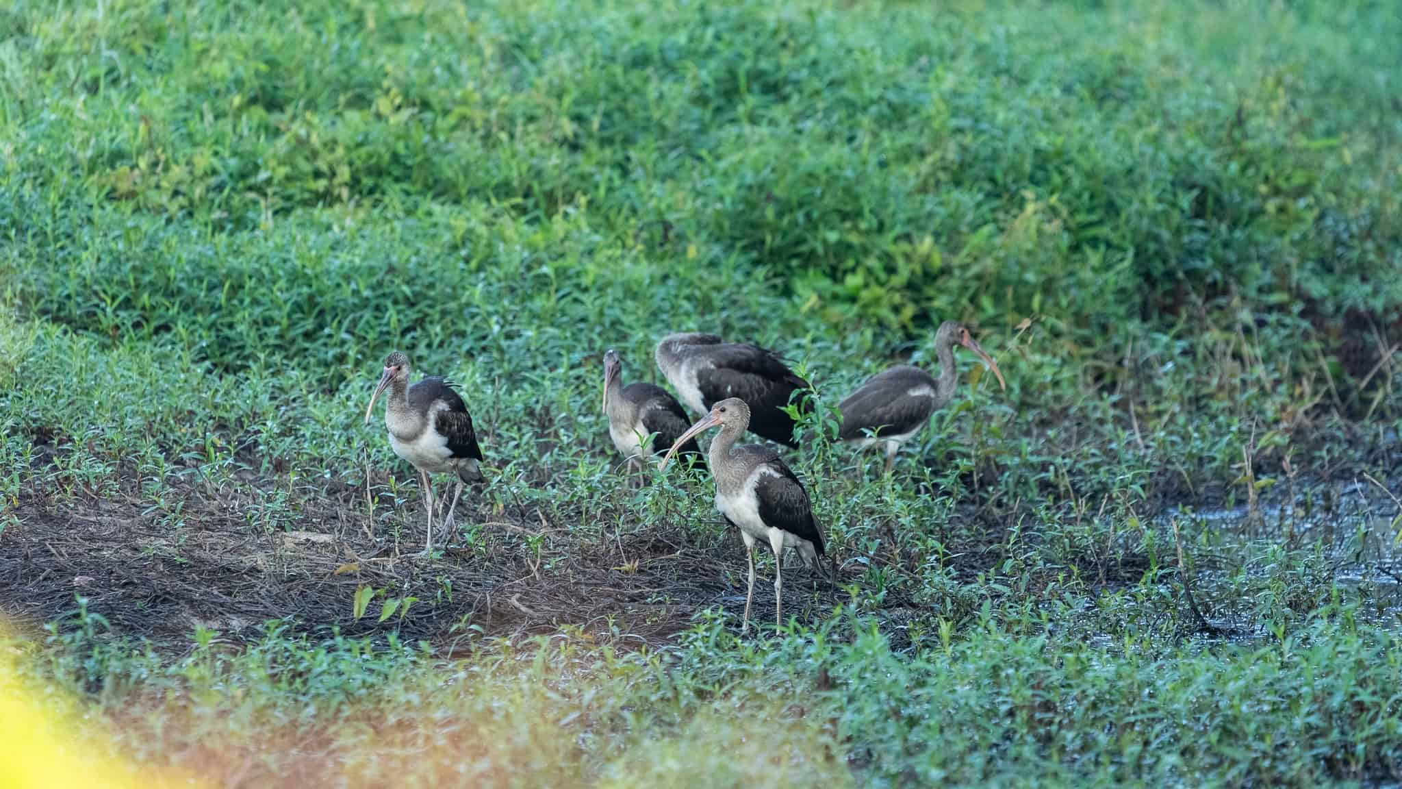 SOLD! Texas Duck Hunting Property with Log Home East of Dallas