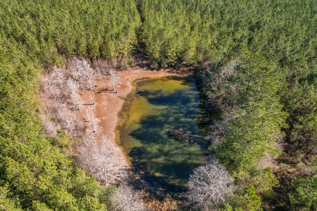 625 Acres Amite County, MS Timberland for Sale