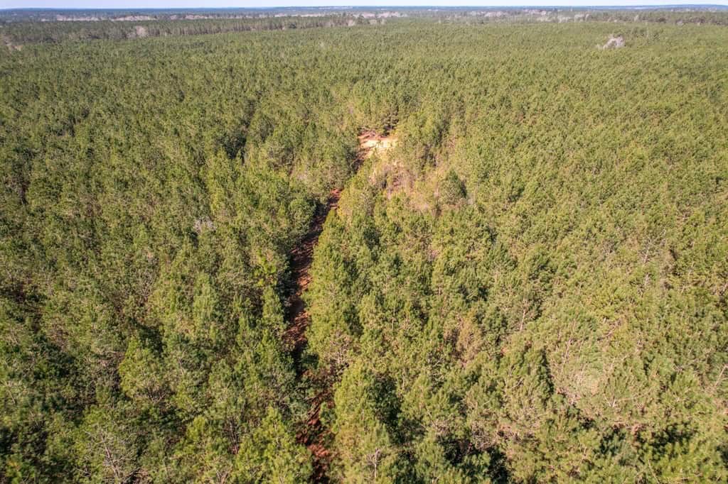 625 Acres Amite County, MS Timberland for Sale