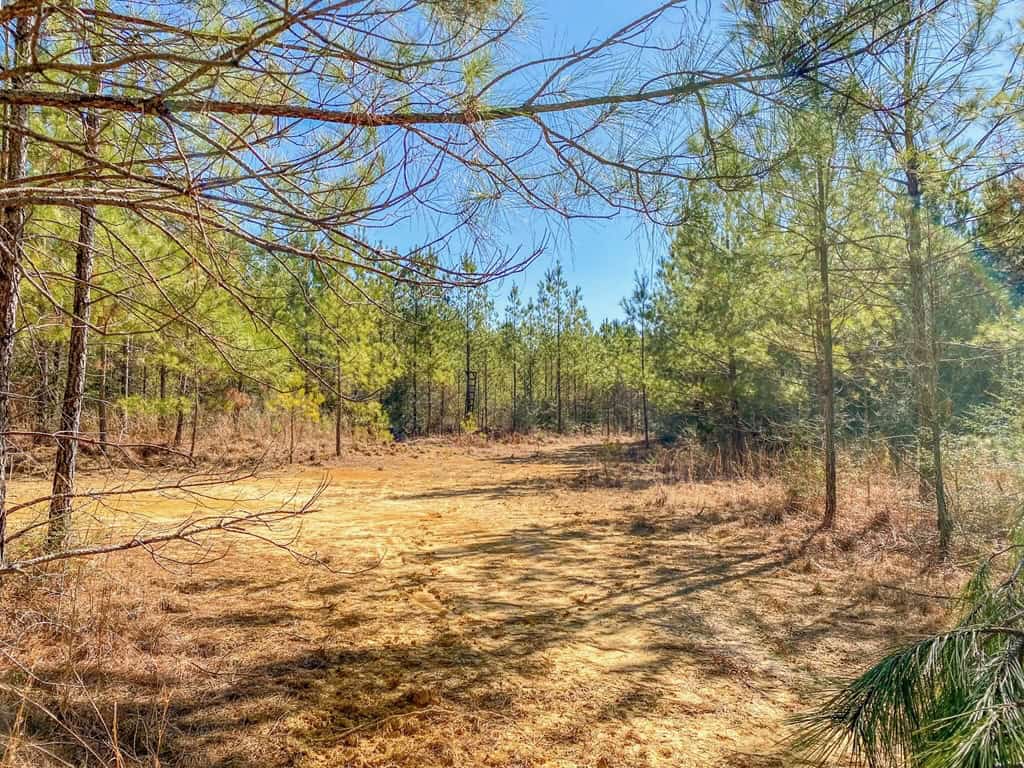 625 Acres Amite County, MS Timberland for Sale