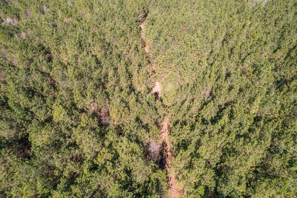 625 Acres Amite County, MS Timberland for Sale