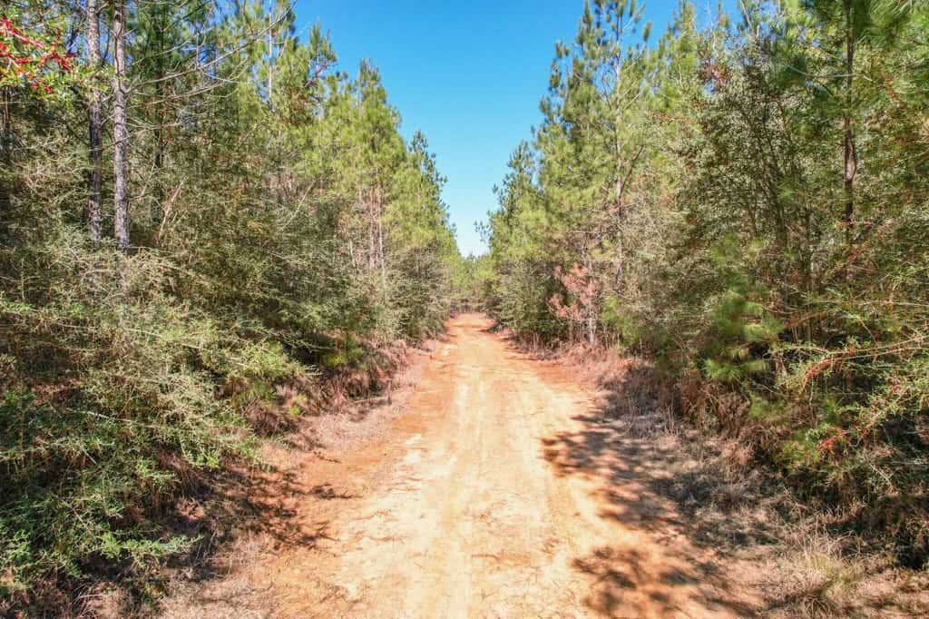 625 Acres Amite County, MS Timberland for Sale