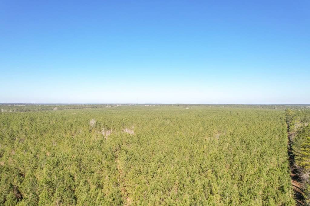 625 Acres Amite County, MS Timberland for Sale