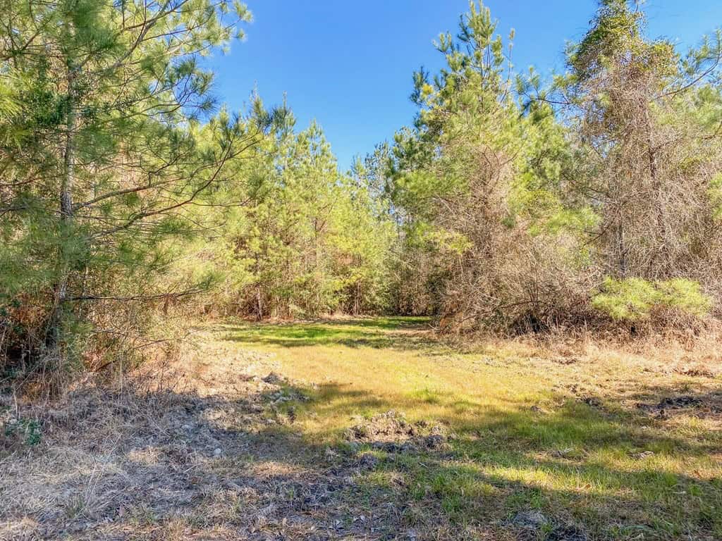 625 Acres Amite County, MS Timberland for Sale