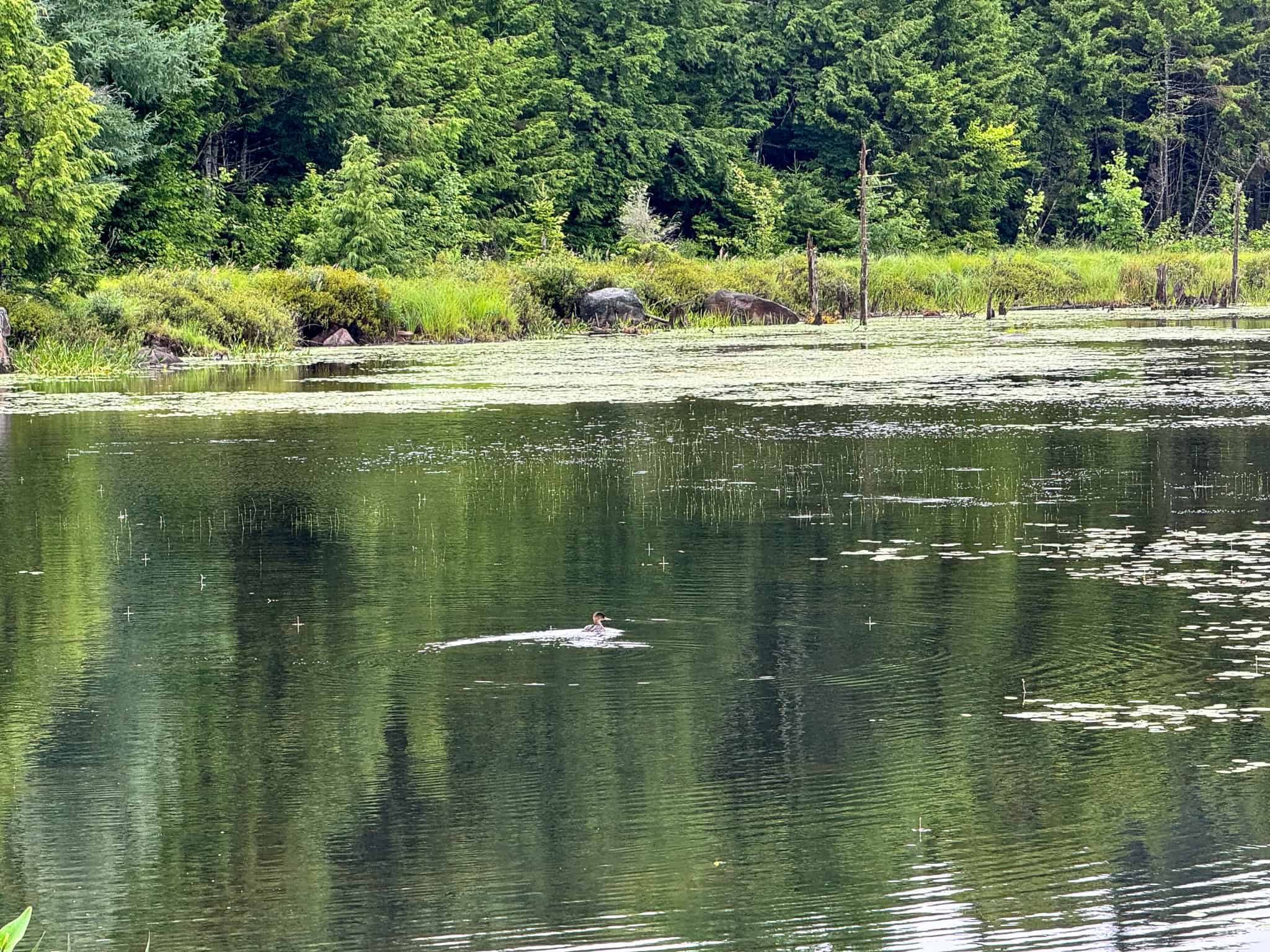 645 Acres, 6 Cabins, Pond, Brooks, and Outdoor Adventures