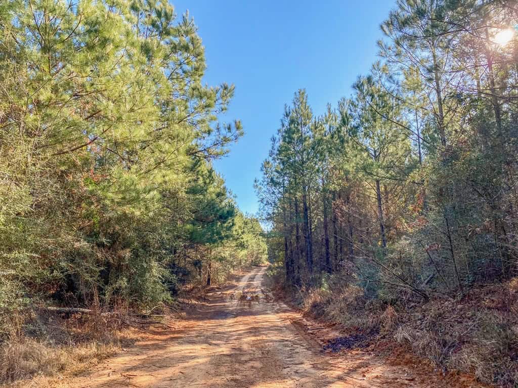 625 Acres Amite County, MS Timberland for Sale