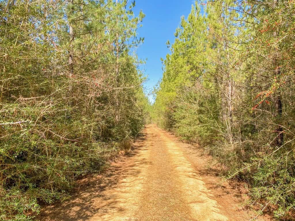 625 Acres Amite County, MS Timberland for Sale