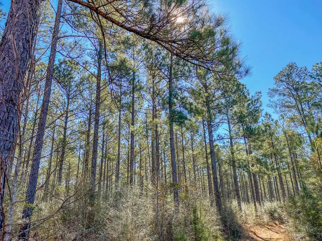 625 Acres Amite County, MS Timberland for Sale