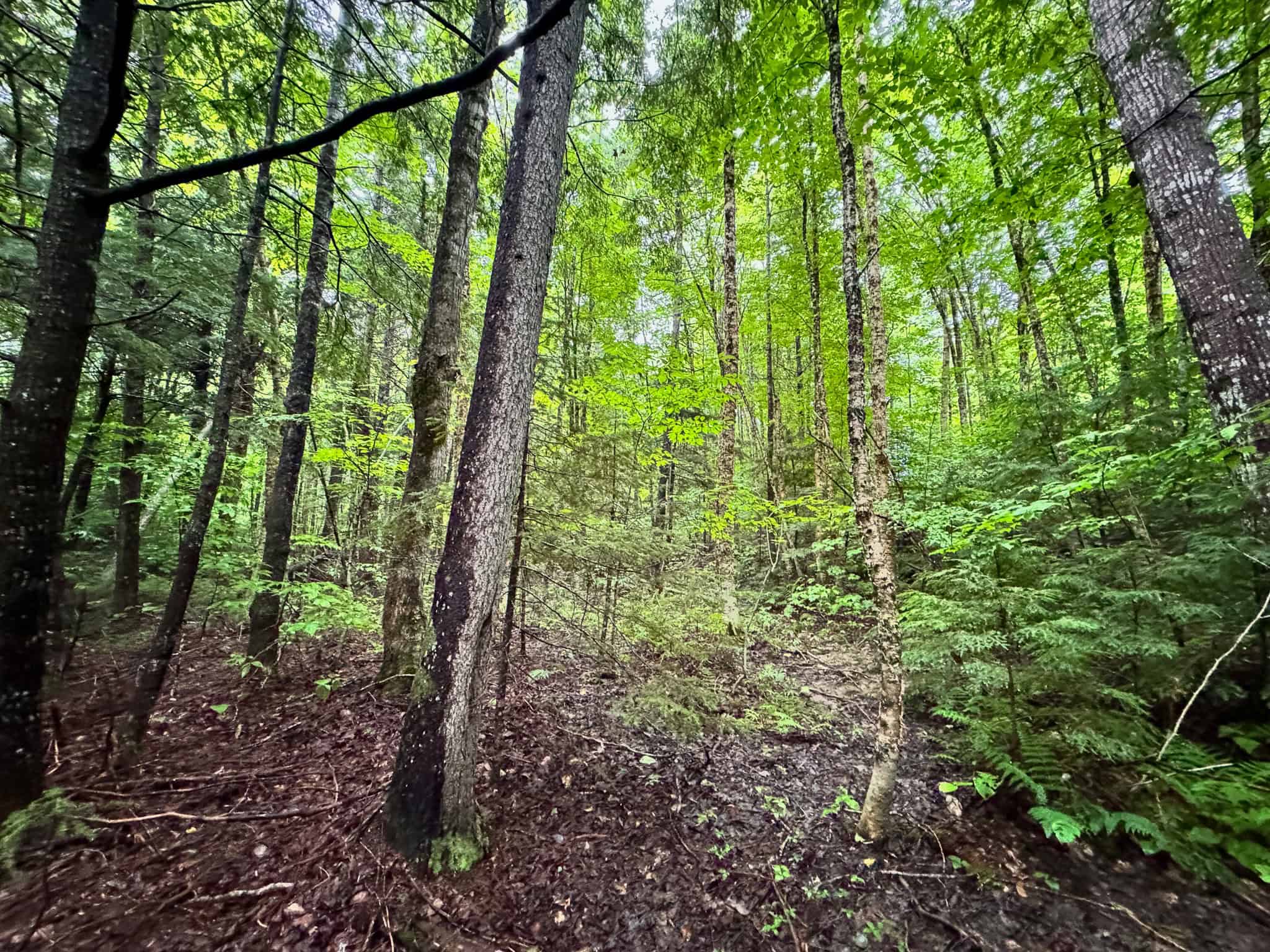 645 Acres, 6 Cabins, Pond, Brooks, and Outdoor Adventures