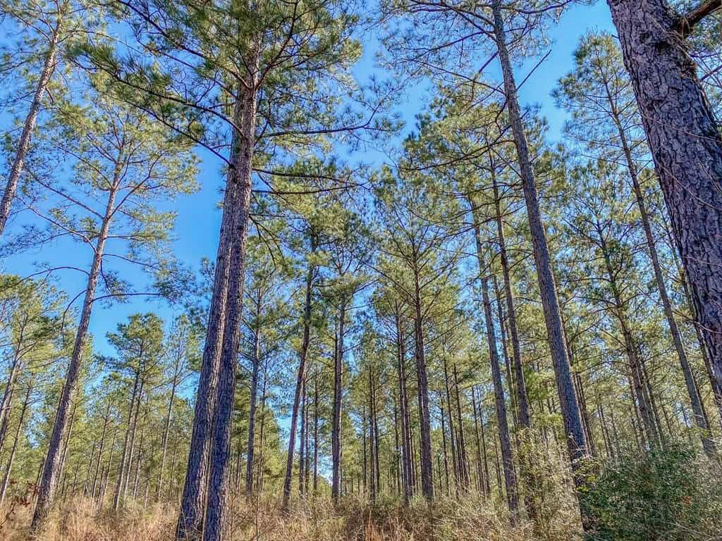 625 Acres Amite County, MS Timberland for Sale