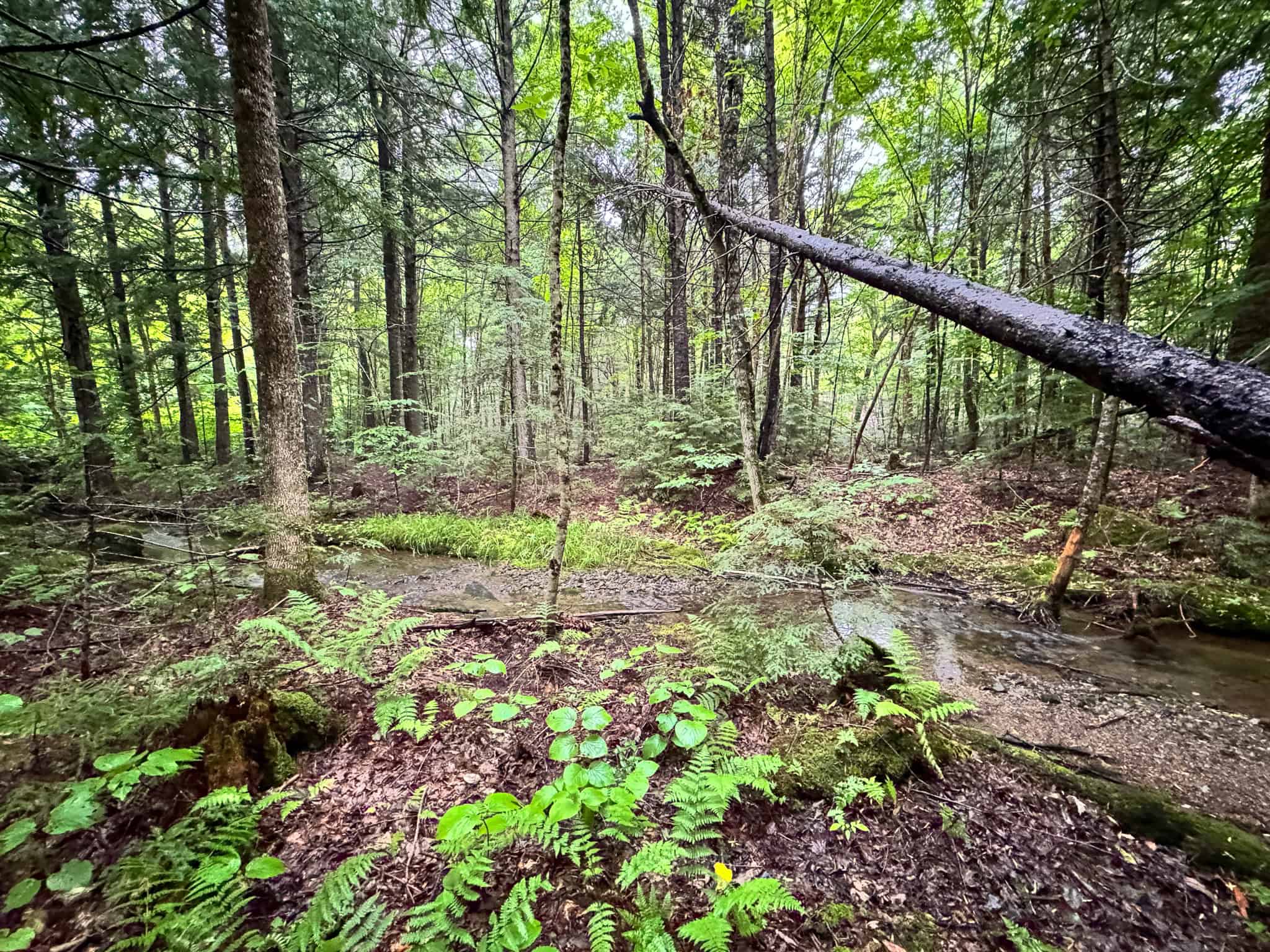 645 Acres, 6 Cabins, Pond, Brooks, and Outdoor Adventures