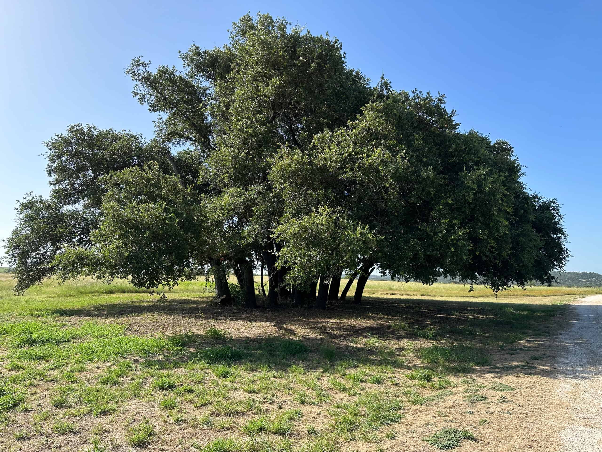 Exquisite 39+/- Acre Texas Estate in Coryell County