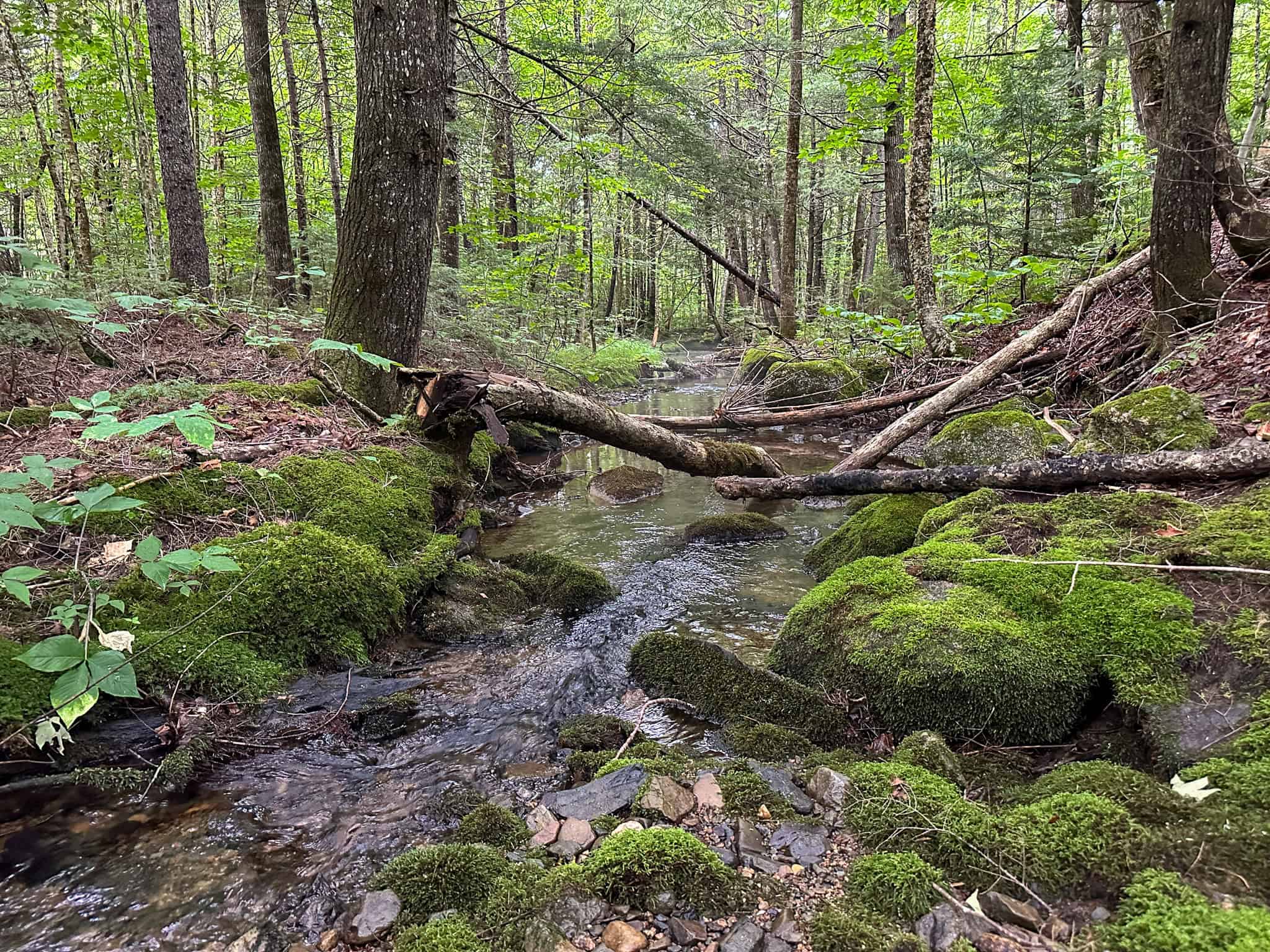 645 Acres, 6 Cabins, Pond, Brooks, and Outdoor Adventures