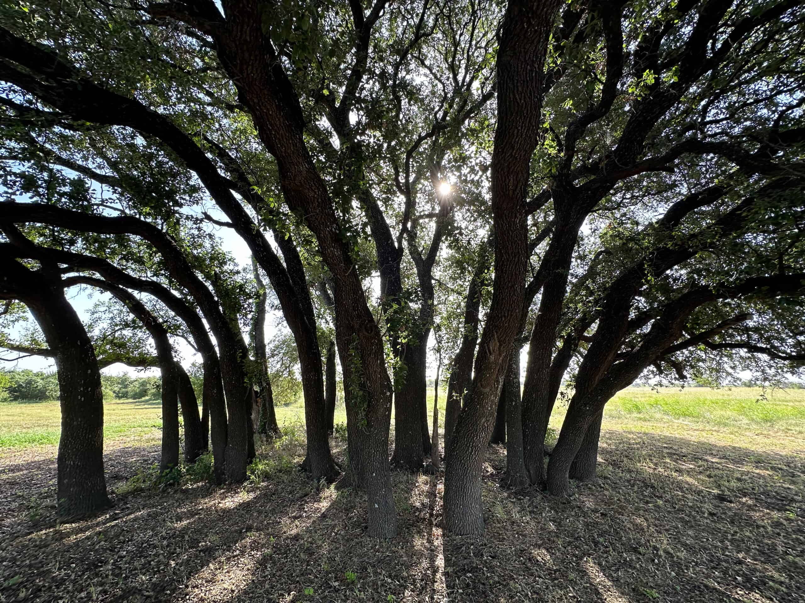 Exquisite 39+/- Acre Texas Estate in Coryell County