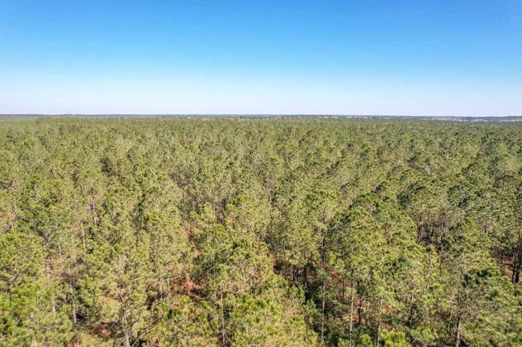 625 Acres Amite County, MS Timberland for Sale
